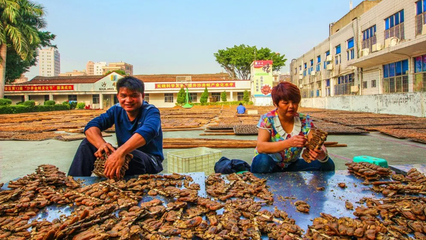 重磅!就在明天!沙井金蠔節(jié)盛大開幕!20余項精彩活動即將上線!
